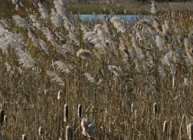 Reedbeds